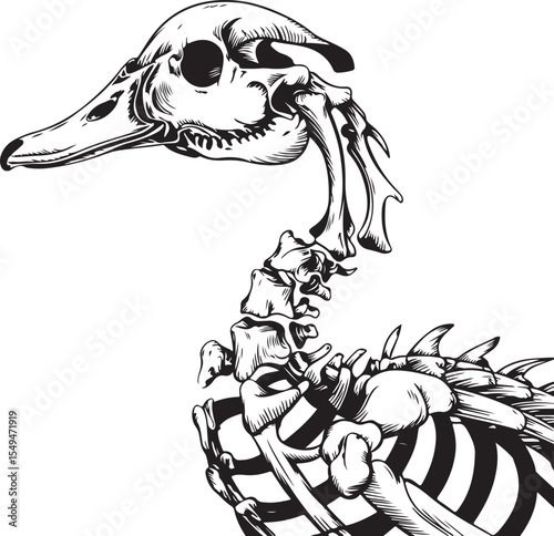 Detailed illustration of a duck skeleton