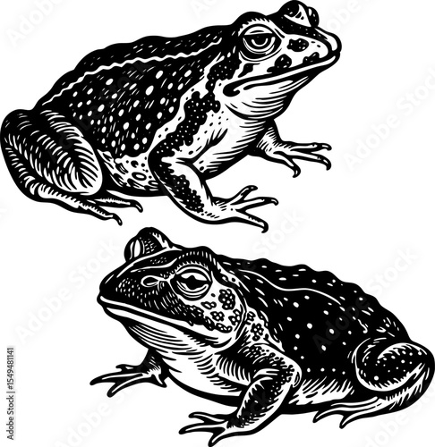 A toad puffing up, isolated on a white background. Glyphoglossus molossus on a white background.