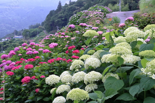 八畝の紫陽花　美しく咲く　（高知県　大豊町）