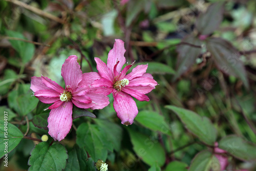 Macro image of pink Clematis Montana flowers, Sussex England
