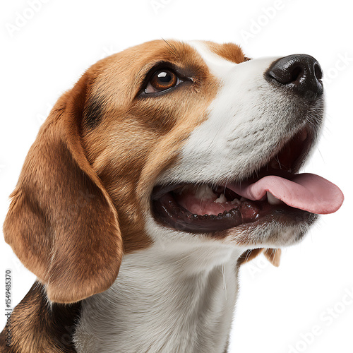 Beagle dog portrait