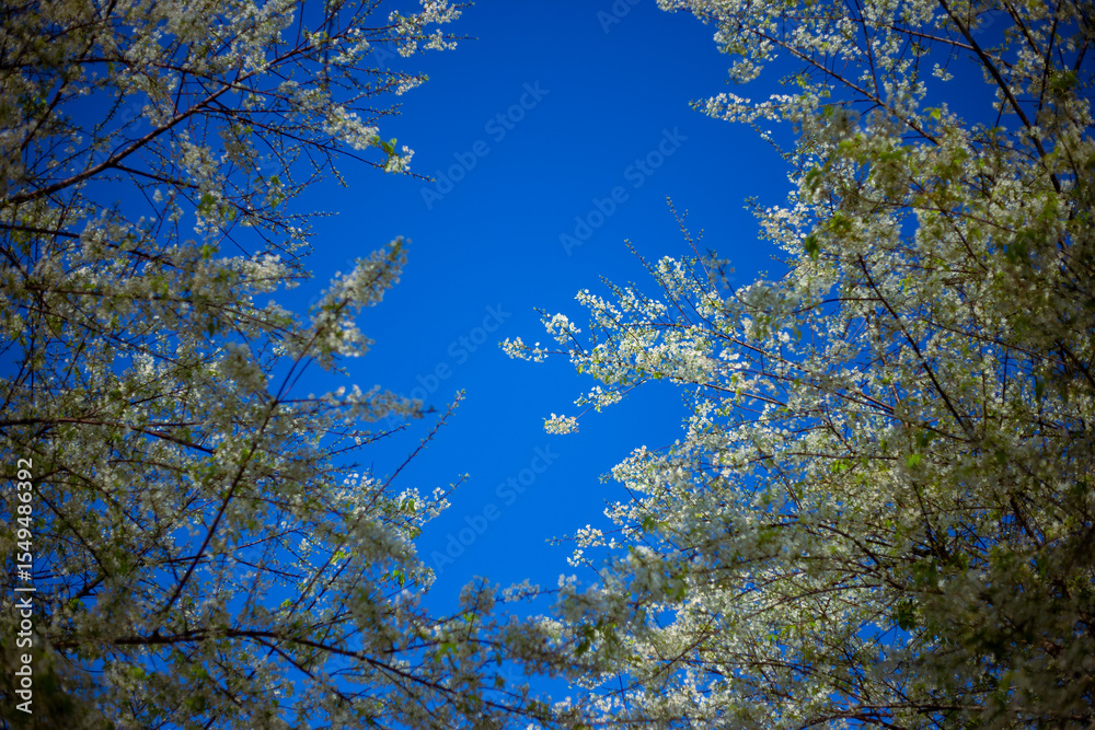 Fototapeta premium Wild Himalayan Cherry soft white, bright morning sky background. Cherry blossom in northern Thailand