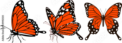 butterfly isolated on white background.The butterfly spreads its wings and is ready to fly.Set of four butterflies flying.