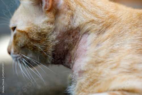 Fotografia Side view of orange cat showing severe mange infestation on neck