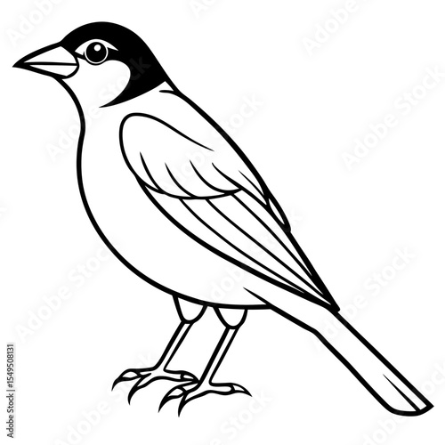 Fine Line Weaver Bird Graphic Art