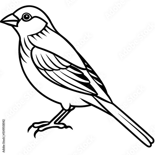 Fine Line Weaver Bird Graphic Art