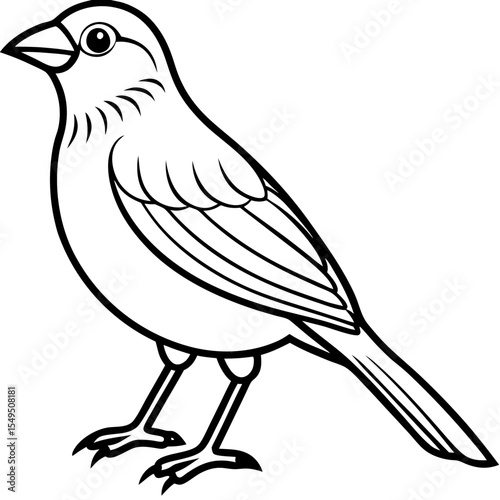Fine Line Weaver Bird Graphic Art