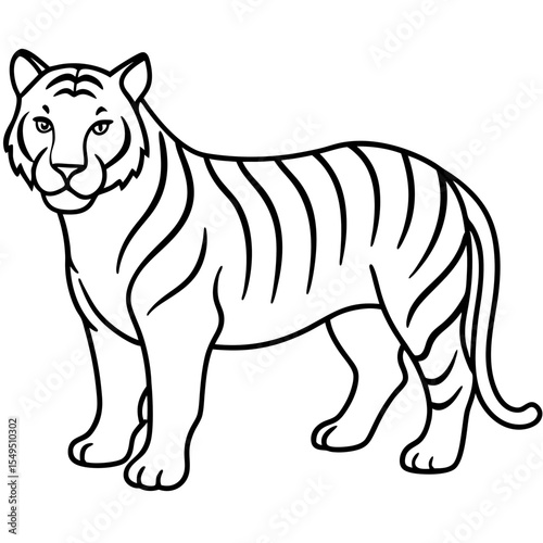 Full Body White Tiger Clean Vector Line Sketch
