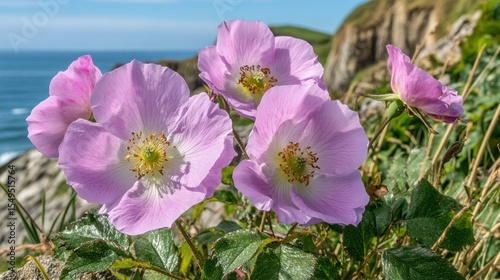 Pink blossoms by ocean's edge