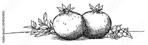 hand drawn pomegranates with leaves branch vector illustration