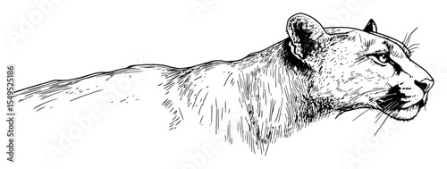 hand drawn cougar head vector illustration photo