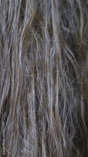 Thick dark tangled hair. Dark hair is dried naturally. Trample long healthy hair 