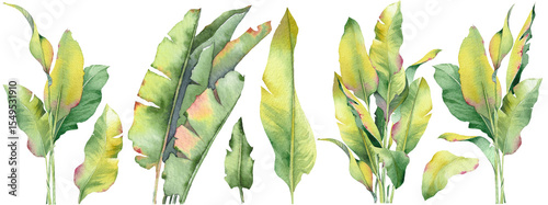 Set of tropical banana leaves. Delicate botanical clipart elements with soft green tones. Perfect for floral compositions, wedding invitations, branding, packaging, and DIY design projects.