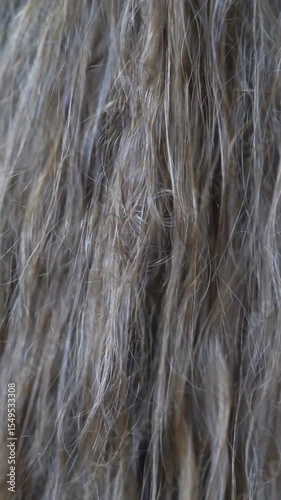 Thick dark tangled hair. Dark hair is dried naturally. Trample long healthy hair 