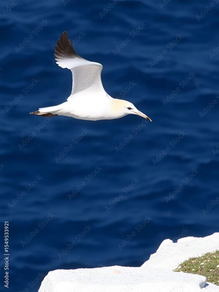 Obraz premium Landing Cape gannet, Lamberts Bay, South Africa
