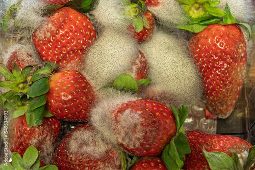 A pile of moldy strawberries
