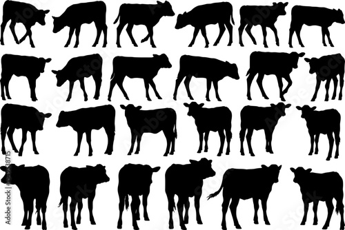 Extensive collection of diverse calves silhouettes in various poses for agricultural rural design elements set