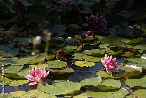 Des nénuphars s’épanouissent à la surface de l’eau, inondés de lumière dorée. Leurs pétales délicats captent la chaleur du soleil, dessinant une scène à la fois paisible et lumineuse.

