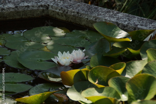 A water lily bathed in golden sunlight, gently floating on the water’s surface—capturing the essence of a peaceful moment under the sun. France.
