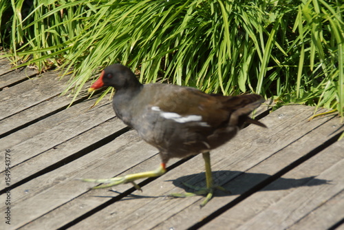 Bathed in golden sunlight, a black moorhen strides gracefully across the ground, its glossy feathers shimmering with hints of deep blue. 