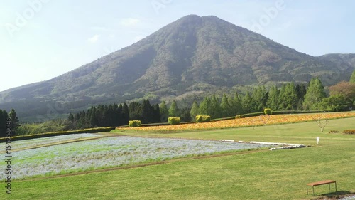 雄大な山を背景に美しく咲き誇るポピーとネモフィラ