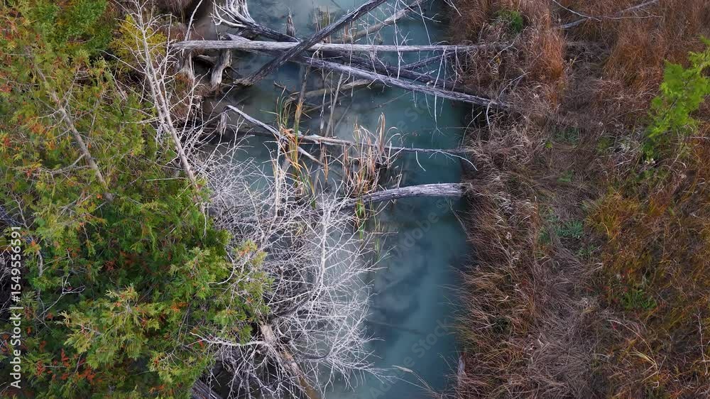 Aerial top-down shot of turquoise stream cutting through forest with fallen trees and debris in the water