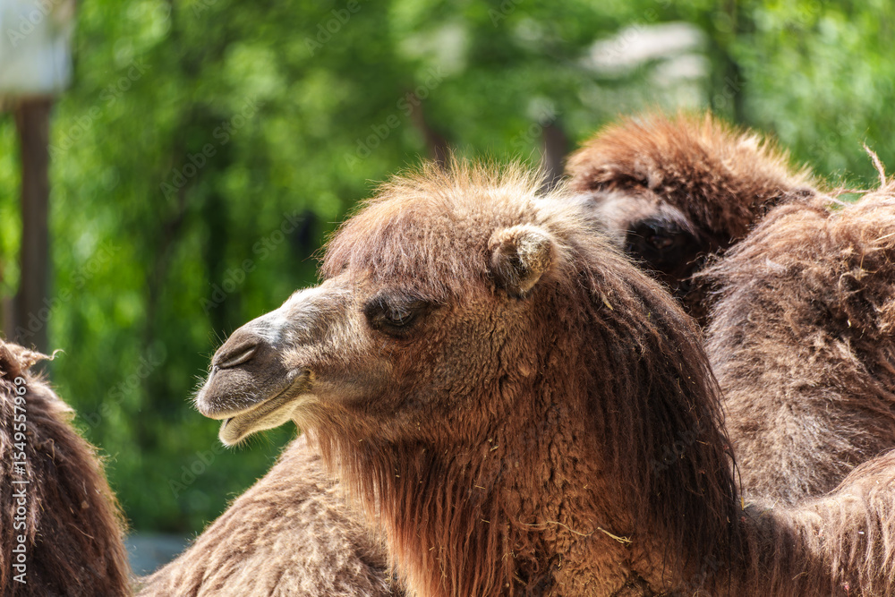 Obraz premium Bactrian camel, Camelus bactrianus in a german park