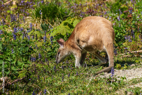 The agile wallaby, Macropus agilis also known as the sandy wallaby photo