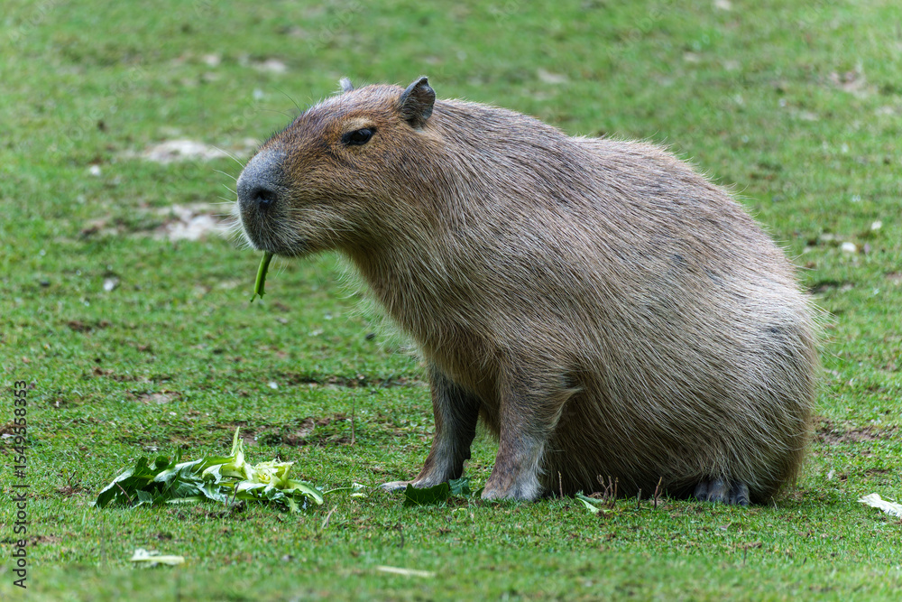 Fototapeta premium Capybara, Hydrochoerus hydrochaeris grazing on fresh green grass