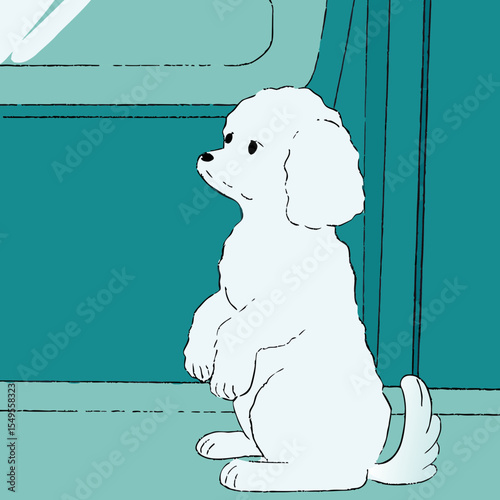 white poodle sitting on hind legs on blue background