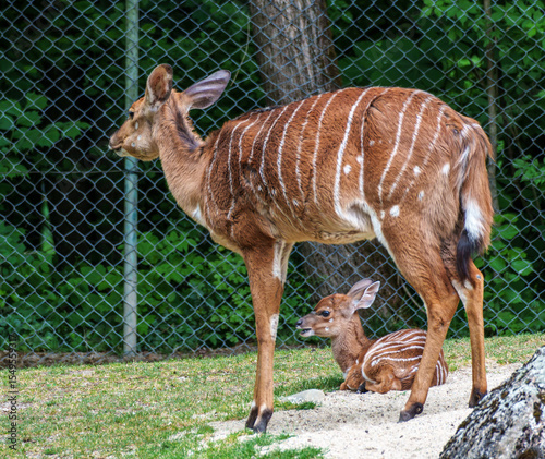 Family of Nyala Antelope - Tragelaphus angasii. Wild life animal.