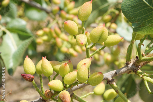 Pistachio seeds growing on a tree in central Italy. Pistachio trees (Pistacia vera) are found throughout Southern Europe. 