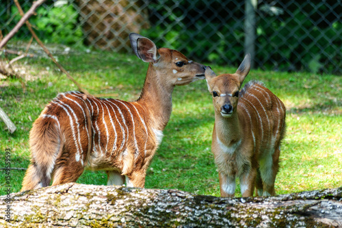 Baby Nyala Antelope - Tragelaphus angasii. Wild life animal.