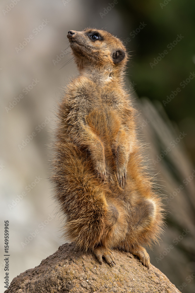 Fototapeta premium Meerkat, Suricata suricatta sitting on a stone and looking into the distance