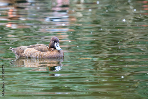 Adult Female Lesser Scaup Swimming on the Pond in Audubon Park, New Orleans, LA, USA