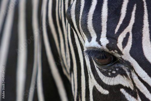 zebra head close up