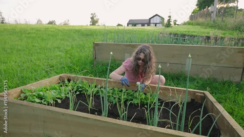 curly millennial woman gardening. Female sowing seeds in her raised beds in countryside garden