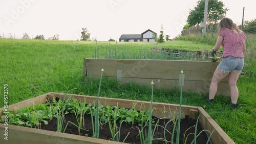 curly dark haired woman gardening outdoors. Female harvesting herbs from raised beds. Homesteading and slow life concept