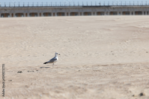 A lone seagull walking across an expansive sandy beach with a blurred pier in the background.