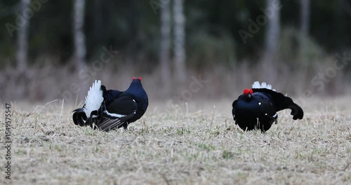 Black grouse males on their lek performing their fights during the mating season at first light.