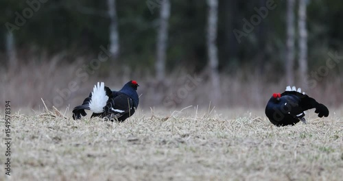 Black grouse males on their lek performing their fights during the mating season at first light.