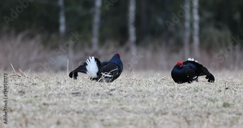 Black grouse males on their lek performing their fights during the mating season at first light.