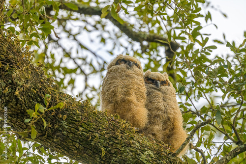 Pair of Great Horned Owlets on a Live Oak Tree Branch in Audubon Park, New Orleans, LA, USA