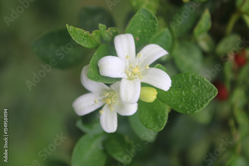Fragrant White Jasmine Flowers in Bloom