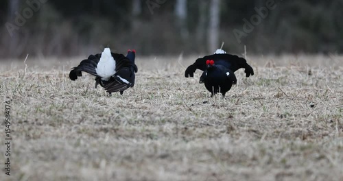 Black grouse males on their lek performing their fights during the mating season at first light.