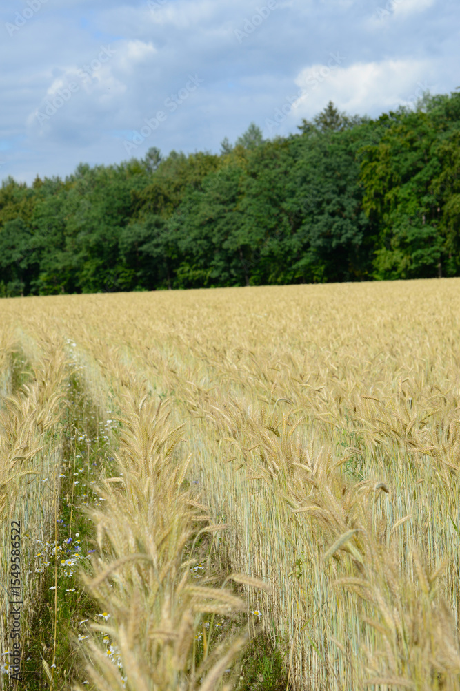Fototapeta premium Triticale, Dammkultur