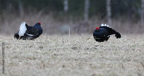 Black grouse males on their lek performing their fights during the mating season at first light.