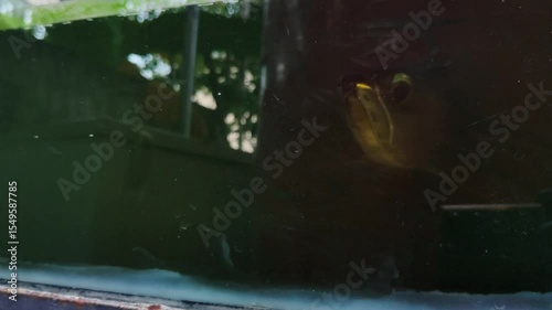a scene of an arowana fish swimming towards the camera, in an aquarium where the water looks dark greenish due to moss.