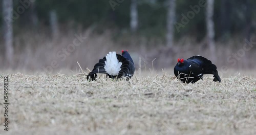 Black grouse males on their lek performing their fights during the mating season at first light.