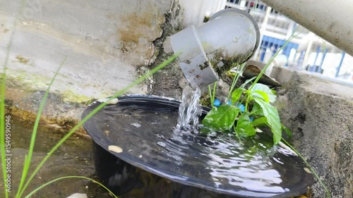 Clear water flows from the drain pipe into the black bowl, creating ripples. Vibrant greenery and an outdoor setting enhance the natural look.
